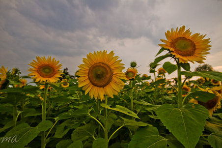 Enlarge photo 92