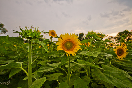 Enlarge photo 108