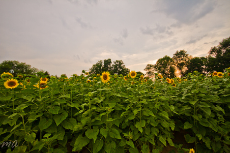 Enlarge photo 109
