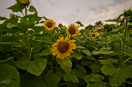 Enlarge photo 110