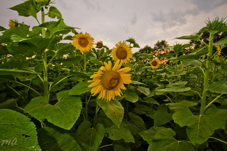 Enlarge photo 112