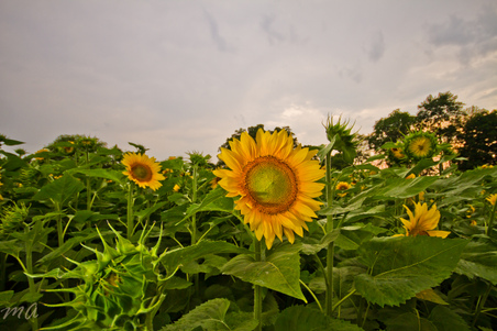 Enlarge photo 113