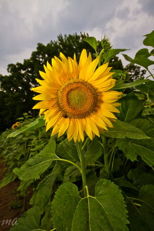 Enlarge photo 117