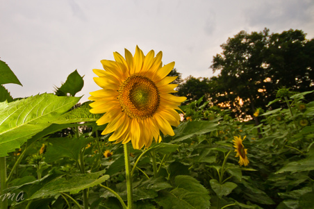 Enlarge photo 122