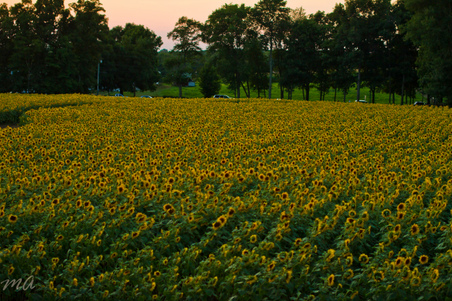 Enlarge photo 92