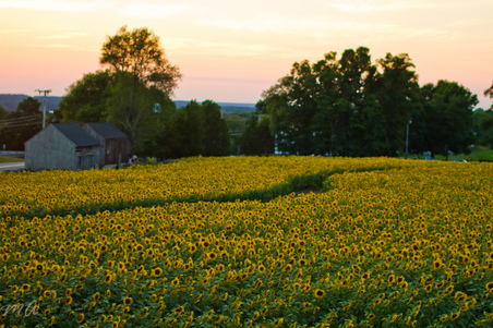 Enlarge photo 93