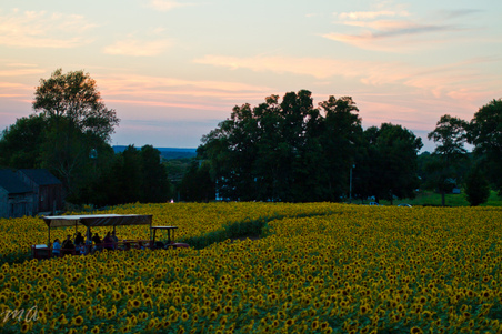 Enlarge photo 130