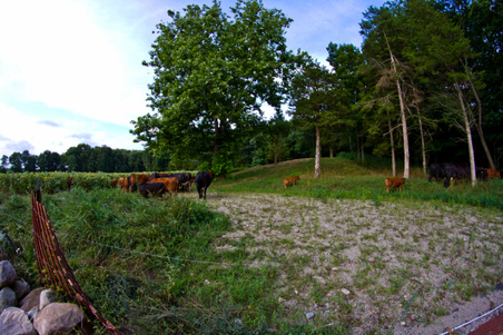 Enlarge photo 40