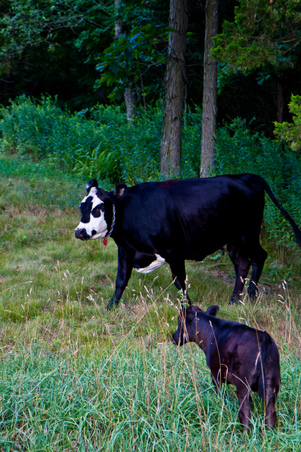Enlarge photo 54