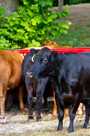 The Cows