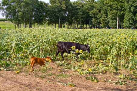 Enlarge photo 117
