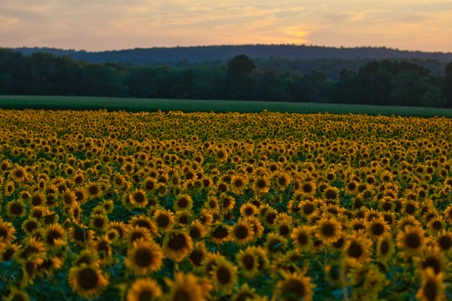 Enlarge photo 157