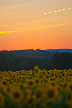 Enlarge photo 181