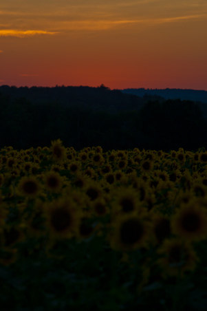 Enlarge photo 185
