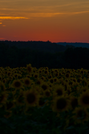 Enlarge photo 186