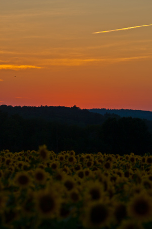 Enlarge photo 187