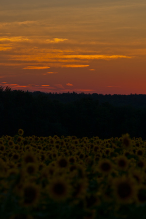 Enlarge photo 189