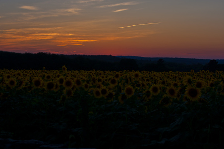 Enlarge photo 191