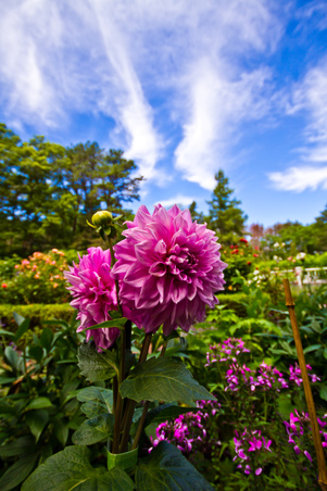 Enlarge photo 94