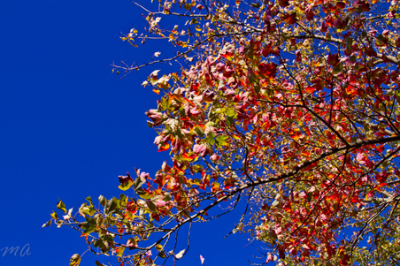 Enlarge photo 226
