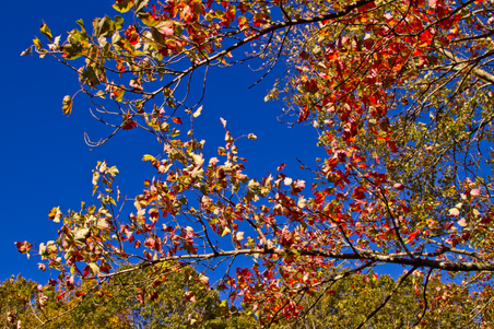 Enlarge photo 227
