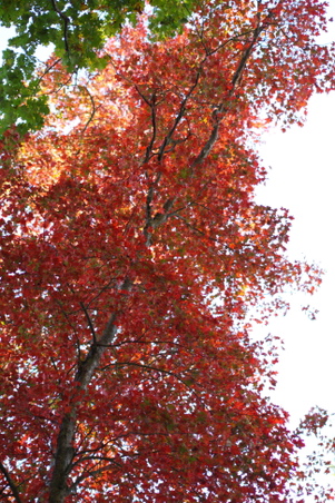 Enlarge photo 13