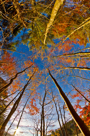 Enlarge photo 78