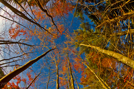 Enlarge photo 79