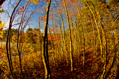 Enlarge photo 81