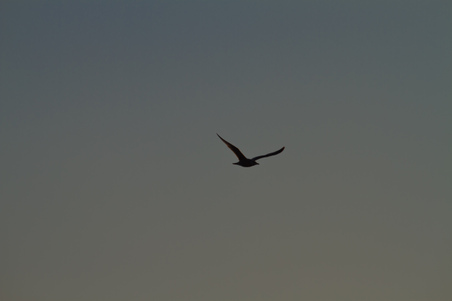 Enlarge photo 53