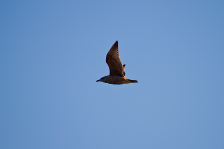 Enlarge photo 54