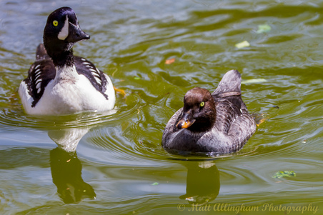 Enlarge photo 39