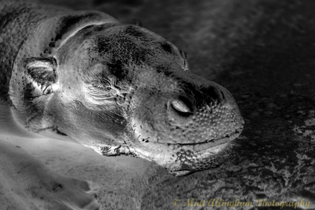 Enlarge photo 63