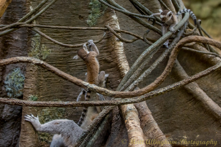 Enlarge photo 231