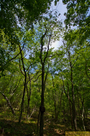 Enlarge photo 10