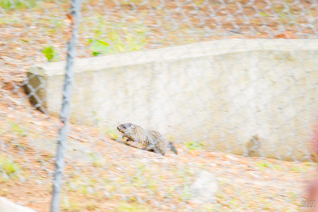 Enlarge photo 658
