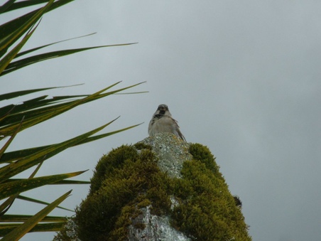 Enlarge photo 61
