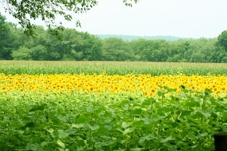 Enlarge photo 42