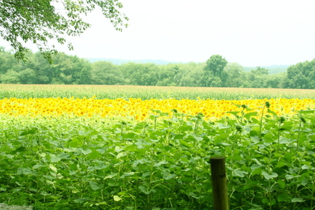 Enlarge photo 43