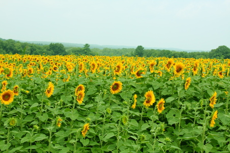 Enlarge photo 44