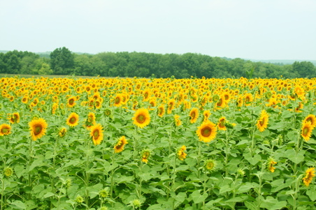 Enlarge photo 45