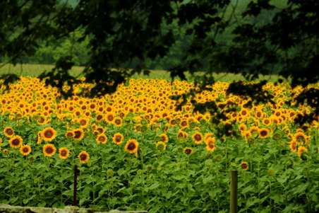 Enlarge photo 56