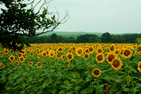 Enlarge photo 66