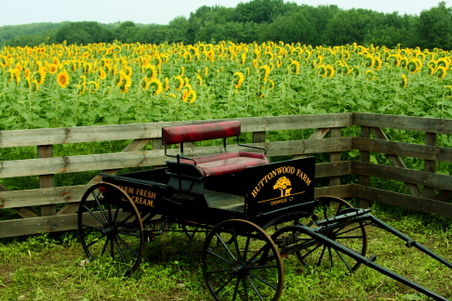 Sunflowers - Buttonwood