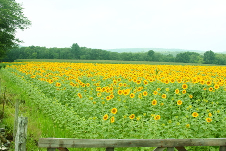Enlarge photo 67