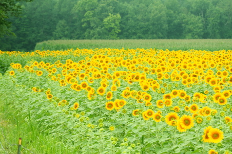Enlarge photo 69