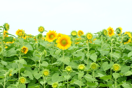 Enlarge photo 80