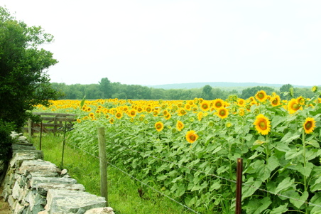 Enlarge photo 81