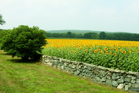 Enlarge photo 83