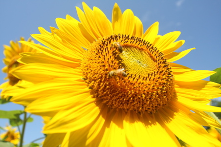 Enlarge photo 47
